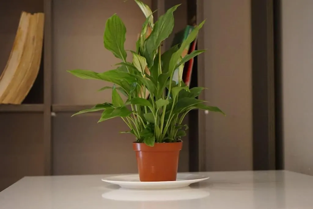 Tokaapartment Tirana 0*,
